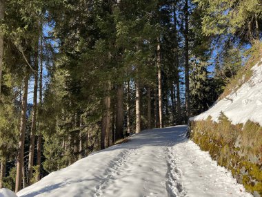 Alp ormanları tipik bir kış ortamında ve İsviçre Alp Dağları 'nda kar altında, Klosters- Kanton of Grisons, İsviçre (Kanton Graubuenden, Schweiz)