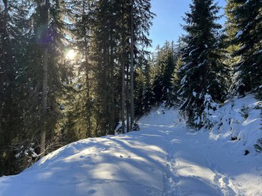 Alp ormanları tipik bir kış ortamında ve İsviçre Alp Dağları 'nda kar altında, Klosters- Kanton of Grisons, İsviçre (Kanton Graubuenden, Schweiz)