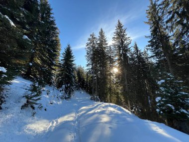 Alp ormanları tipik bir kış ortamında ve İsviçre Alp Dağları 'nda kar altında, Klosters- Kanton of Grisons, İsviçre (Kanton Graubuenden, Schweiz)