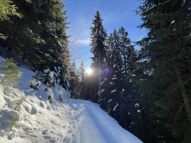 Alp ormanları tipik bir kış ortamında ve İsviçre Alp Dağları 'nda kar altında, Klosters- Kanton of Grisons, İsviçre (Kanton Graubuenden, Schweiz)