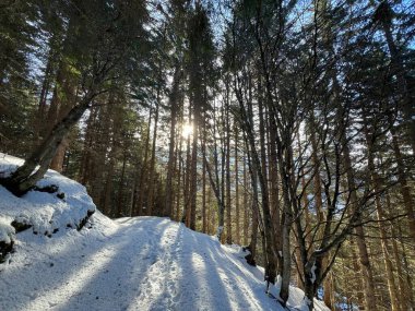 Alp ormanları tipik bir kış ortamında ve İsviçre Alp Dağları 'nda kar altında, Klosters- Kanton of Grisons, İsviçre (Kanton Graubuenden, Schweiz)