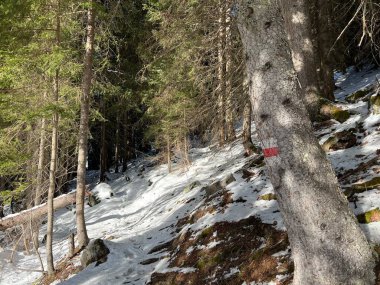 Alp ormanları tipik bir kış ortamında ve İsviçre Alp Dağları 'nda kar altında, Klosters- Kanton of Grisons, İsviçre (Kanton Graubuenden, Schweiz)