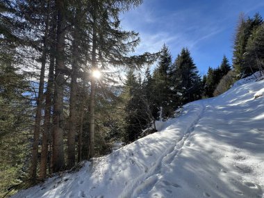 Alp ormanları tipik bir kış ortamında ve İsviçre Alp Dağları 'nda kar altında, Klosters- Kanton of Grisons, İsviçre (Kanton Graubuenden, Schweiz)