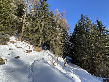 Alp ormanları tipik bir kış ortamında ve İsviçre Alp Dağları 'nda kar altında, Klosters- Kanton of Grisons, İsviçre (Kanton Graubuenden, Schweiz)