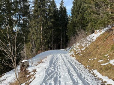 Alp ormanları tipik bir kış ortamında ve İsviçre Alp Dağları 'nda kar altında, Klosters- Kanton of Grisons, İsviçre (Kanton Graubuenden, Schweiz)