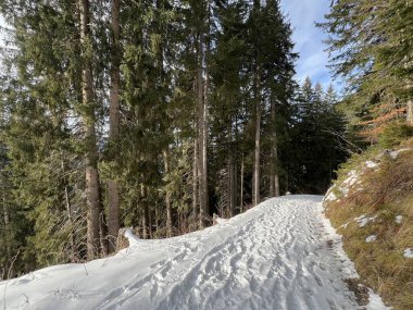 Alp ormanları tipik bir kış ortamında ve İsviçre Alp Dağları 'nda kar altında, Klosters- Kanton of Grisons, İsviçre (Kanton Graubuenden, Schweiz)