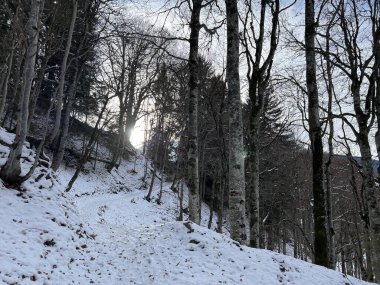 Alp ormanları tipik bir kış ortamında ve İsviçre Alp Dağları 'nda kar altında, Klosters- Kanton of Grisons, İsviçre (Kanton Graubuenden, Schweiz)
