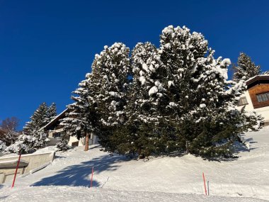 İsviçre Alplerinde tipik bir kış atmosferindeki alp ağaçlarının resimli gölgeleri ve İsviçre 'nin Grison Kantonu (Kanton Graubuenden, Schweiz)