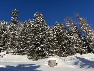 İsviçre Alplerinde tipik bir kış atmosferindeki alp ağaçlarının resimli gölgeleri ve İsviçre 'nin Grison Kantonu (Kanton Graubuenden, Schweiz)