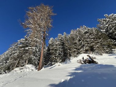 İsviçre Alplerinde tipik bir kış atmosferindeki alp ağaçlarının resimli gölgeleri ve İsviçre 'nin Grison Kantonu (Kanton Graubuenden, Schweiz)