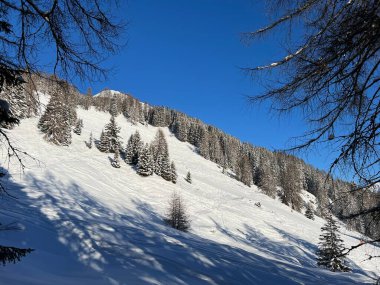 İsviçre Alplerinde tipik bir kış atmosferindeki alp ağaçlarının resimli gölgeleri ve İsviçre 'nin Grison Kantonu (Kanton Graubuenden, Schweiz)