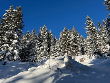 İsviçre Alplerinde tipik bir kış atmosferindeki alp ağaçlarının resimli gölgeleri ve İsviçre 'nin Grison Kantonu (Kanton Graubuenden, Schweiz)