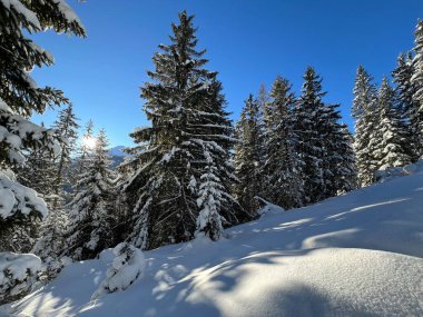 İsviçre Alplerinde tipik bir kış atmosferindeki alp ağaçlarının resimli gölgeleri ve İsviçre 'nin Grison Kantonu (Kanton Graubuenden, Schweiz)