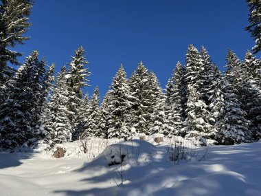 İsviçre Alplerinde tipik bir kış atmosferindeki alp ağaçlarının resimli gölgeleri ve İsviçre 'nin Grison Kantonu (Kanton Graubuenden, Schweiz)