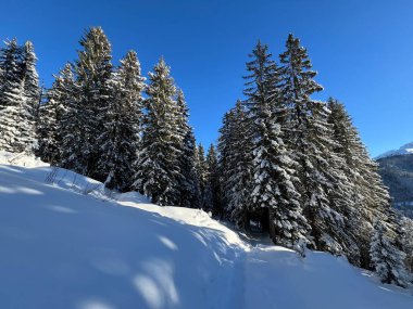 İsviçre Alplerinde tipik bir kış atmosferindeki alp ağaçlarının resimli gölgeleri ve İsviçre 'nin Grison Kantonu (Kanton Graubuenden, Schweiz)