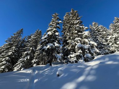 İsviçre Alplerinde tipik bir kış atmosferindeki alp ağaçlarının resimli gölgeleri ve İsviçre 'nin Grison Kantonu (Kanton Graubuenden, Schweiz)