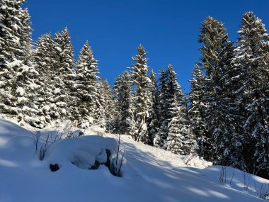İsviçre Alplerinde tipik bir kış atmosferindeki alp ağaçlarının resimli gölgeleri ve İsviçre 'nin Grison Kantonu (Kanton Graubuenden, Schweiz)