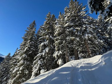 İsviçre Alplerinde tipik bir kış atmosferindeki alp ağaçlarının resimli gölgeleri ve İsviçre 'nin Grison Kantonu (Kanton Graubuenden, Schweiz)