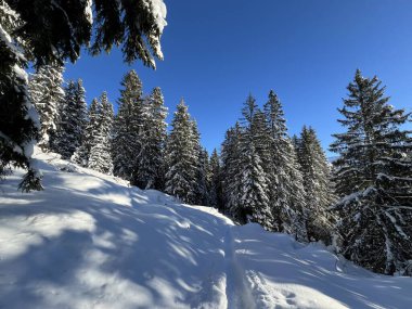 İsviçre Alplerinde tipik bir kış atmosferindeki alp ağaçlarının resimli gölgeleri ve İsviçre 'nin Grison Kantonu (Kanton Graubuenden, Schweiz)