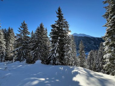 İsviçre Alplerinde tipik bir kış atmosferindeki alp ağaçlarının resimli gölgeleri ve İsviçre 'nin Grison Kantonu (Kanton Graubuenden, Schweiz)