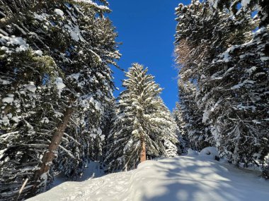 İsviçre Alplerinde tipik bir kış atmosferindeki alp ağaçlarının resimli gölgeleri ve İsviçre 'nin Grison Kantonu (Kanton Graubuenden, Schweiz)