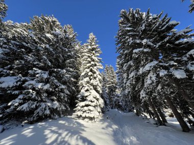 İsviçre Alplerinde tipik bir kış atmosferindeki alp ağaçlarının resimli gölgeleri ve İsviçre 'nin Grison Kantonu (Kanton Graubuenden, Schweiz)