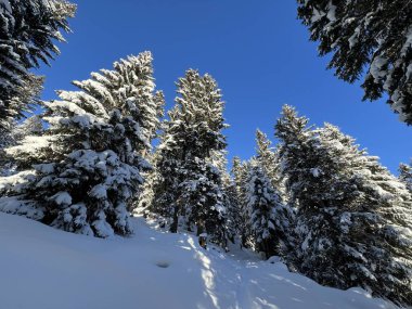 İsviçre Alplerinde tipik bir kış atmosferindeki alp ağaçlarının resimli gölgeleri ve İsviçre 'nin Grison Kantonu (Kanton Graubuenden, Schweiz)