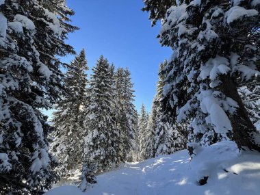İsviçre Alplerinde tipik bir kış atmosferindeki alp ağaçlarının resimli gölgeleri ve İsviçre 'nin Grison Kantonu (Kanton Graubuenden, Schweiz)