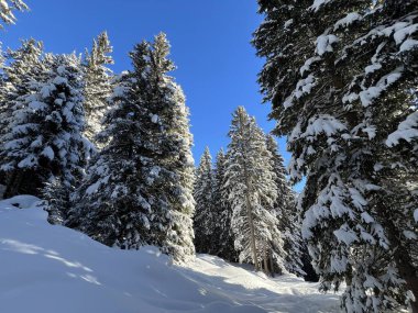 İsviçre Alplerinde tipik bir kış atmosferindeki alp ağaçlarının resimli gölgeleri ve İsviçre 'nin Grison Kantonu (Kanton Graubuenden, Schweiz)