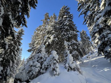 İsviçre Alplerinde tipik bir kış atmosferindeki alp ağaçlarının resimli gölgeleri ve İsviçre 'nin Grison Kantonu (Kanton Graubuenden, Schweiz)