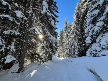 İsviçre Alplerinde tipik bir kış atmosferindeki alp ağaçlarının resimli gölgeleri ve İsviçre 'nin Grison Kantonu (Kanton Graubuenden, Schweiz)
