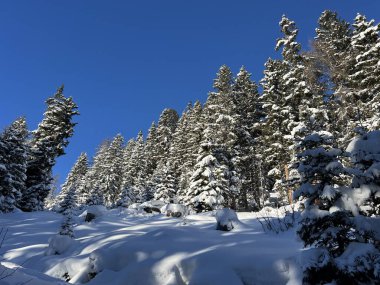 İsviçre Alplerinde tipik bir kış atmosferindeki alp ağaçlarının resimli gölgeleri ve İsviçre 'nin Grison Kantonu (Kanton Graubuenden, Schweiz)