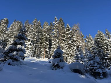 İsviçre Alplerinde tipik bir kış atmosferindeki alp ağaçlarının resimli gölgeleri ve İsviçre 'nin Grison Kantonu (Kanton Graubuenden, Schweiz)
