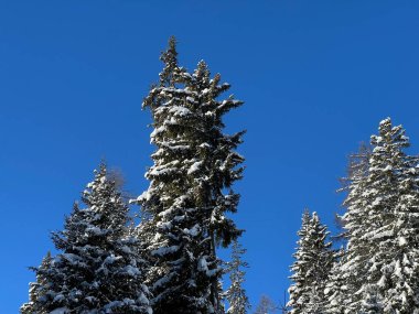 İsviçre Alplerinde tipik bir kış atmosferindeki alp ağaçlarının resimli gölgeleri ve İsviçre 'nin Grison Kantonu (Kanton Graubuenden, Schweiz)