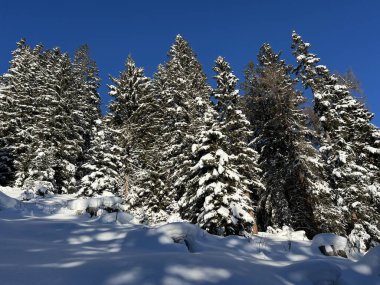 İsviçre Alplerinde tipik bir kış atmosferindeki alp ağaçlarının resimli gölgeleri ve İsviçre 'nin Grison Kantonu (Kanton Graubuenden, Schweiz)