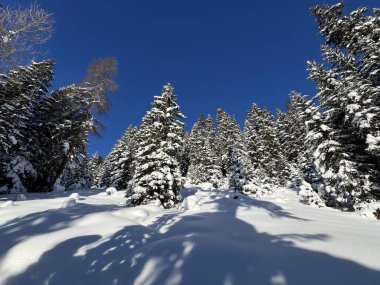 İsviçre Alplerinde tipik bir kış atmosferindeki alp ağaçlarının resimli gölgeleri ve İsviçre 'nin Grison Kantonu (Kanton Graubuenden, Schweiz)