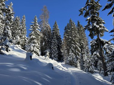 İsviçre Alplerinde tipik bir kış atmosferindeki alp ağaçlarının resimli gölgeleri ve İsviçre 'nin Grison Kantonu (Kanton Graubuenden, Schweiz)