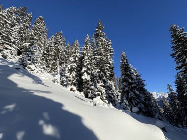 İsviçre Alplerinde tipik bir kış atmosferindeki alp ağaçlarının resimli gölgeleri ve İsviçre 'nin Grison Kantonu (Kanton Graubuenden, Schweiz)