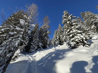 İsviçre Alplerinde tipik bir kış atmosferindeki alp ağaçlarının resimli gölgeleri ve İsviçre 'nin Grison Kantonu (Kanton Graubuenden, Schweiz)