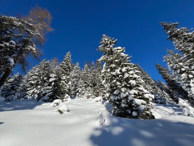 İsviçre Alplerinde tipik bir kış atmosferindeki alp ağaçlarının resimli gölgeleri ve İsviçre 'nin Grison Kantonu (Kanton Graubuenden, Schweiz)