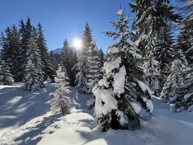 İsviçre Alplerinde tipik bir kış atmosferindeki alp ağaçlarının resimli gölgeleri ve İsviçre 'nin Grison Kantonu (Kanton Graubuenden, Schweiz)