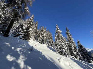 İsviçre Alplerinde tipik bir kış atmosferindeki alp ağaçlarının resimli gölgeleri ve İsviçre 'nin Grison Kantonu (Kanton Graubuenden, Schweiz)