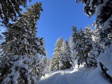 İsviçre Alplerinde tipik bir kış atmosferindeki alp ağaçlarının resimli gölgeleri ve İsviçre 'nin Grison Kantonu (Kanton Graubuenden, Schweiz)
