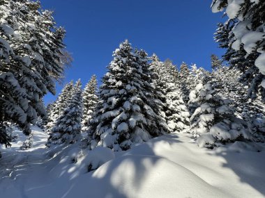 İsviçre Alplerinde tipik bir kış atmosferindeki alp ağaçlarının resimli gölgeleri ve İsviçre 'nin Grison Kantonu (Kanton Graubuenden, Schweiz)