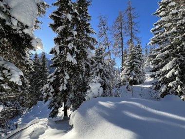 İsviçre Alplerinde tipik bir kış atmosferindeki alp ağaçlarının resimli gölgeleri ve İsviçre 'nin Grison Kantonu (Kanton Graubuenden, Schweiz)