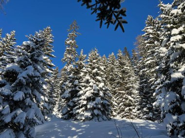 İsviçre Alplerinde tipik bir kış atmosferindeki alp ağaçlarının resimli gölgeleri ve İsviçre 'nin Grison Kantonu (Kanton Graubuenden, Schweiz)