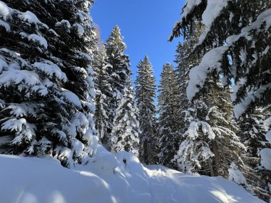 İsviçre Alplerinde tipik bir kış atmosferindeki alp ağaçlarının resimli gölgeleri ve İsviçre 'nin Grison Kantonu (Kanton Graubuenden, Schweiz)