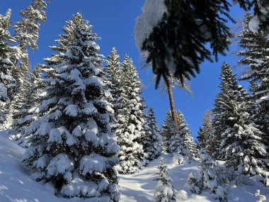İsviçre Alplerinde tipik bir kış atmosferindeki alp ağaçlarının resimli gölgeleri ve İsviçre 'nin Grison Kantonu (Kanton Graubuenden, Schweiz)