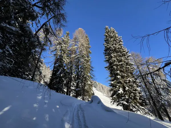 İsviçre Alplerinde tipik bir kış atmosferindeki alp ağaçlarının resimli gölgeleri ve İsviçre 'nin Grison Kantonu (Kanton Graubuenden, Schweiz)