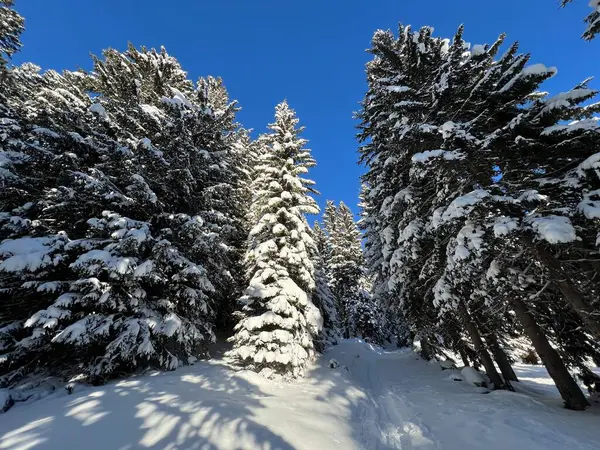 İsviçre Alplerinde tipik bir kış atmosferindeki alp ağaçlarının resimli gölgeleri ve İsviçre 'nin Grison Kantonu (Kanton Graubuenden, Schweiz)